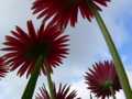 Gerbera backs 1